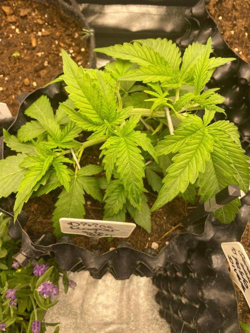 Divine Rapier auto v1. Week 4