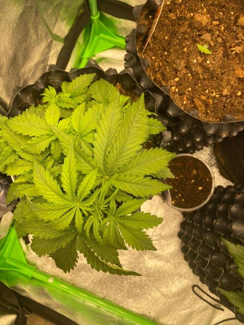 Divine Rapier auto v1. Week 4