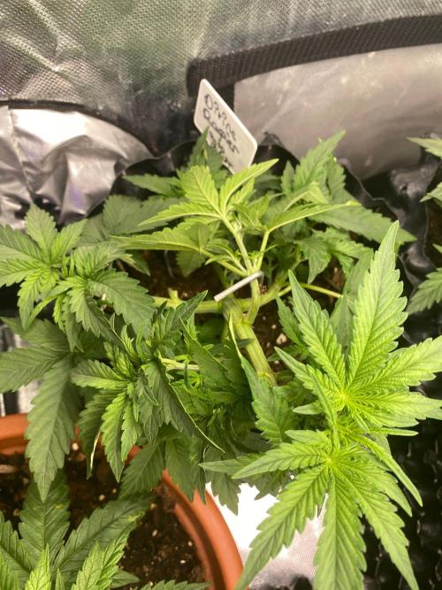 Divine Rapier auto v1. Week 5