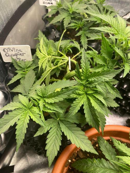 Divine Rapier auto v1. Week 5