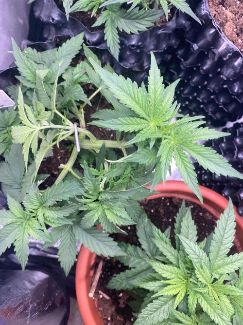 Divine Rapier auto v1. Week 5