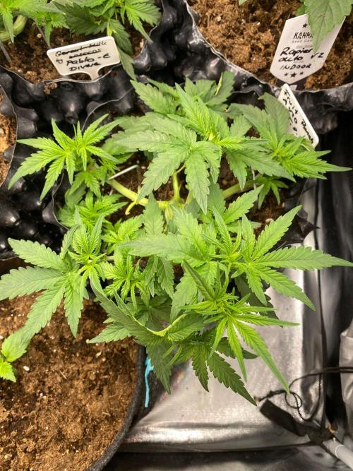 Divine Rapier auto v1. Week 5