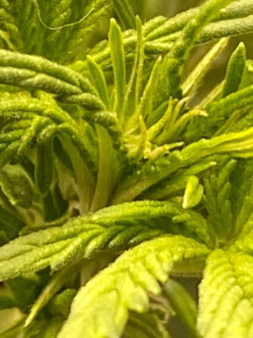 Divine Rapier auto v1. Week 5