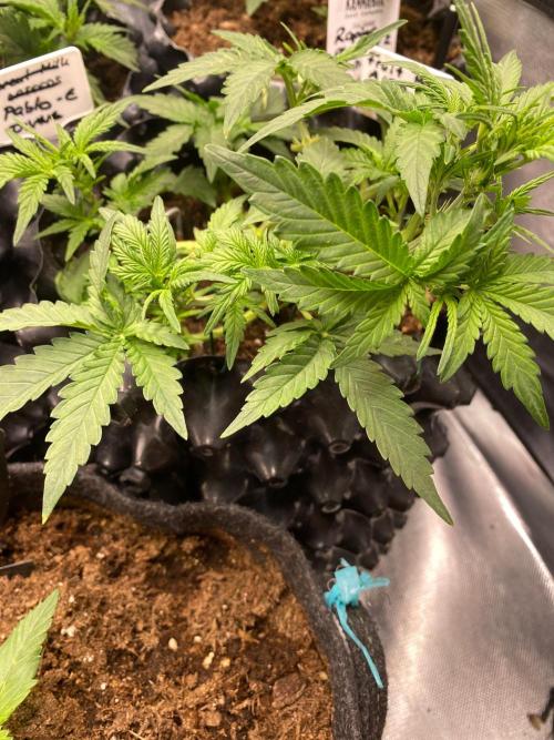 Divine Rapier auto v1. Week 5