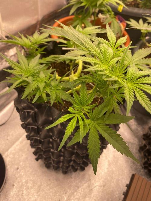 Divine Rapier auto v1. Week 5