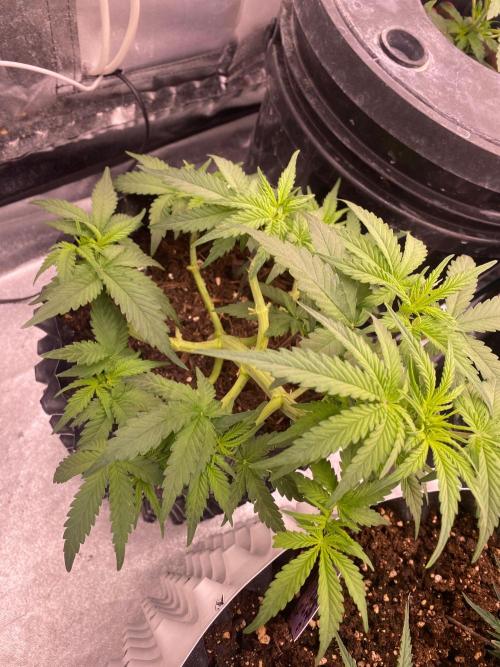 Divine Rapier auto v1. Week 6