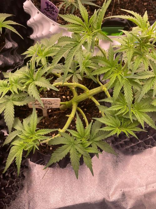 Divine Rapier auto v1. Week 6