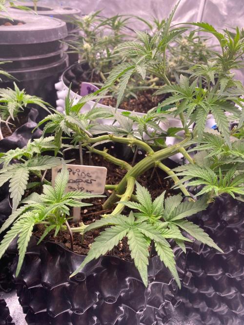 Divine Rapier auto v1. Week 6