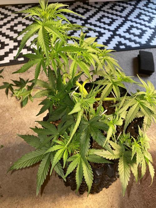 Divine Rapier auto v1. Week 6