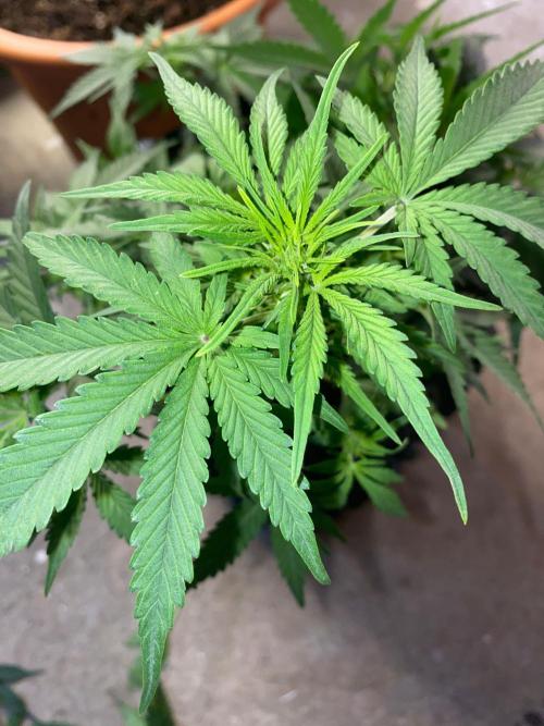 Divine Rapier auto v1. Week 6