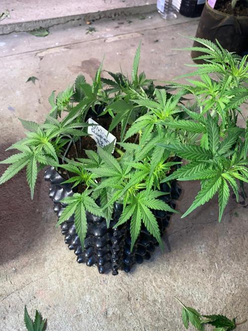 Divine Rapier auto v1. Week 6