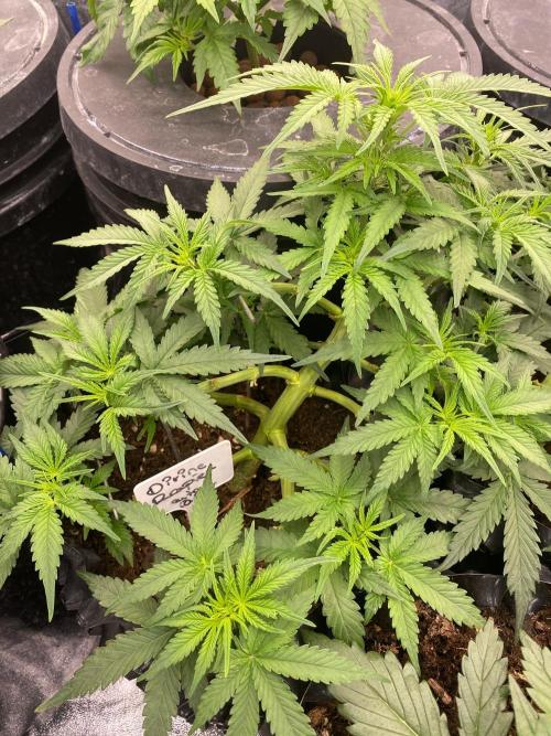 Divine Rapier auto v1. Week 6