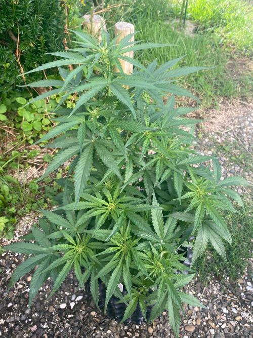 Divine Rapier auto v1. Week 7