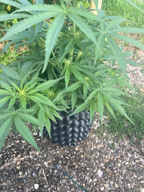 Divine Rapier auto v1. Week 7