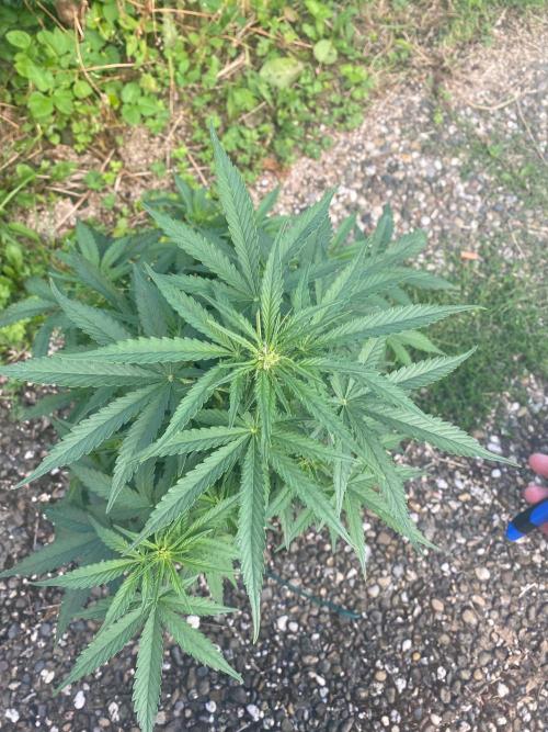 Divine Rapier auto v1. Week 7