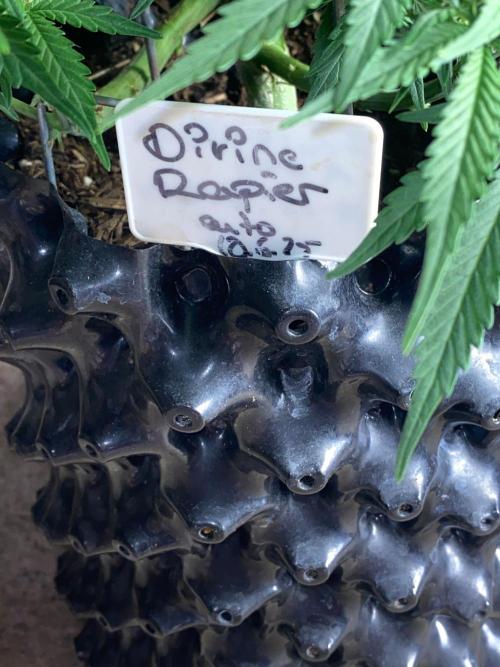 Divine Rapier auto v1. Week 8