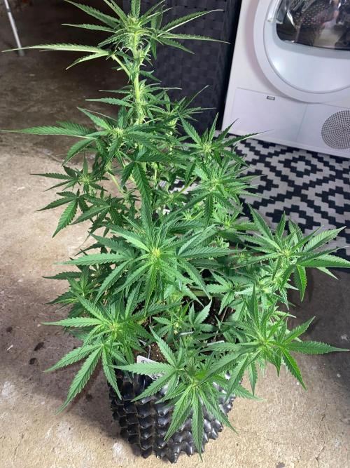 Divine Rapier auto v1. Week 8