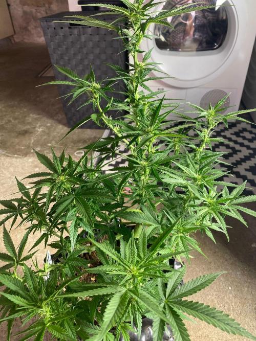 Divine Rapier auto v1. Week 8