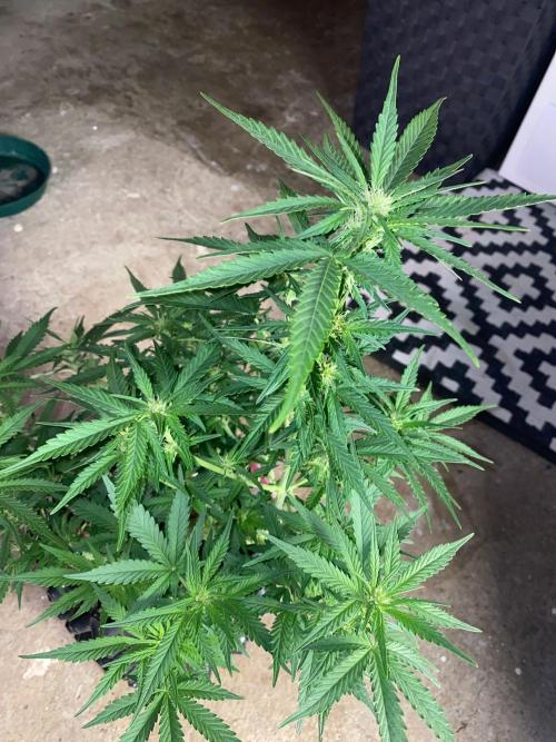 Divine Rapier auto v1. Week 8