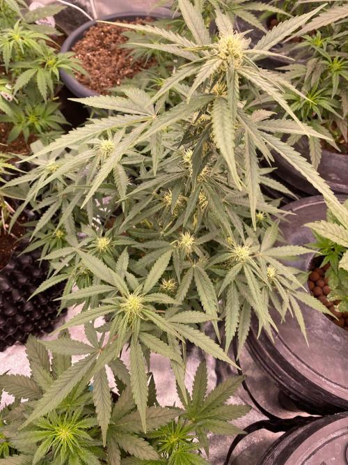 Divine Rapier auto v1. Week 9