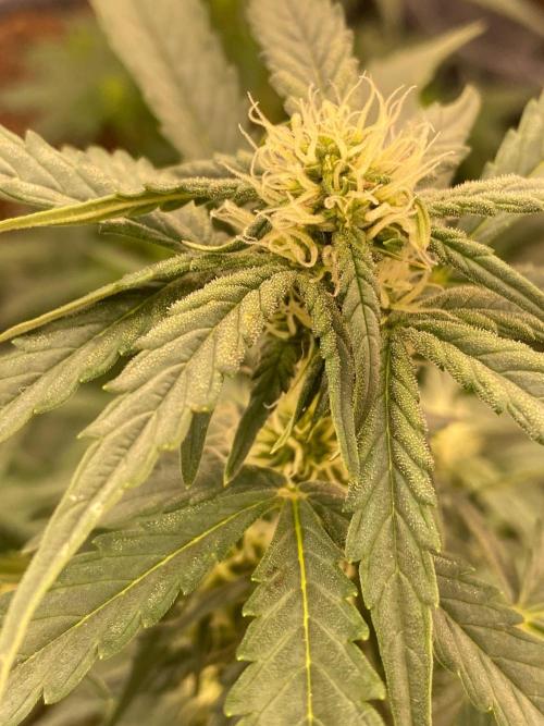 Divine Rapier auto v1. Week 9