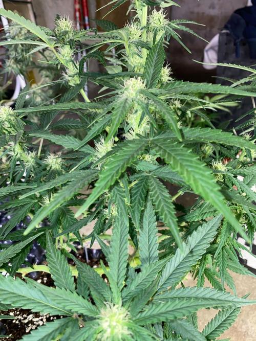 Divine Rapier auto v1. Week 9