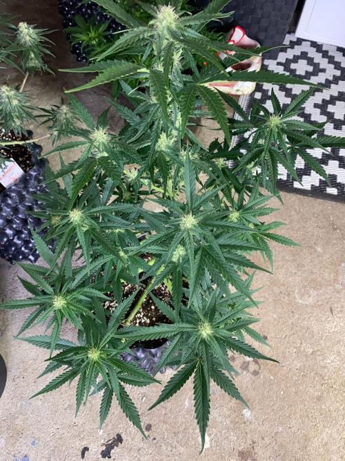 Divine Rapier auto v1. Week 9