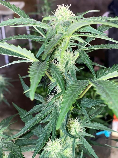 Divine Rapier auto v1. Week 9