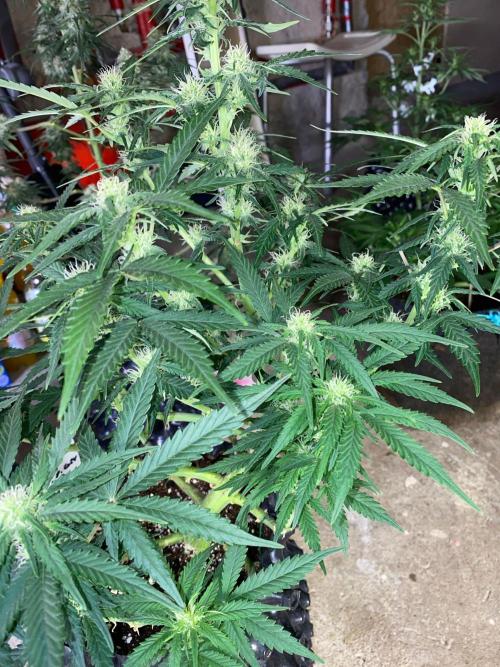 Divine Rapier auto v1. Week 9