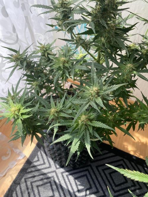 Divine Rapier auto v1. Week 10