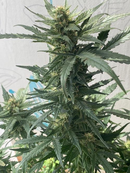 Divine Rapier auto v1. Week 10