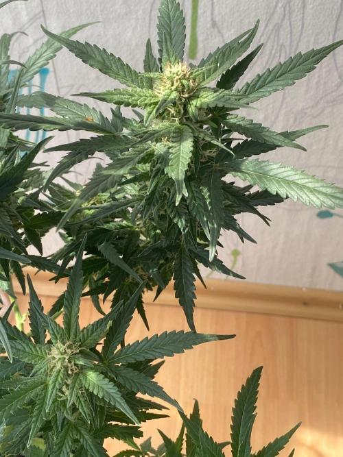 Divine Rapier auto v1. Week 10