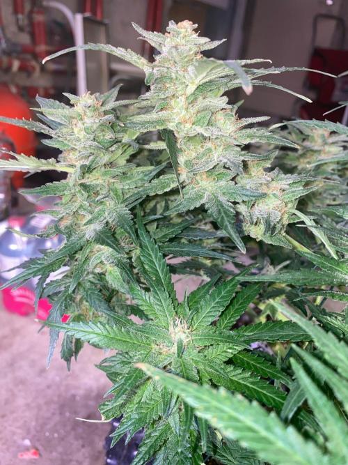 Divine Rapier auto v1. Week 11