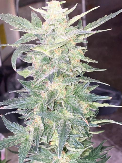 Divine Rapier auto v1. Week 11