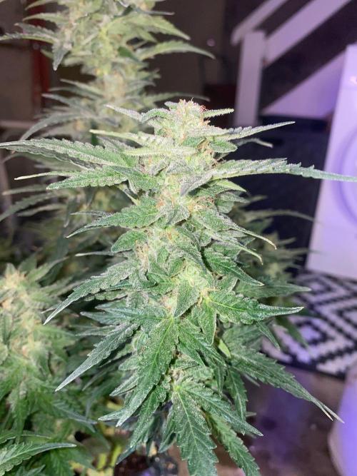 Divine Rapier auto v1. Week 11