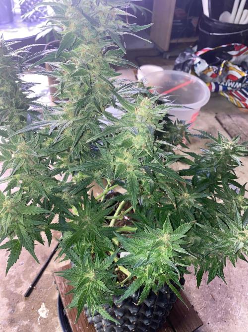 Divine Rapier auto v1. Week 11