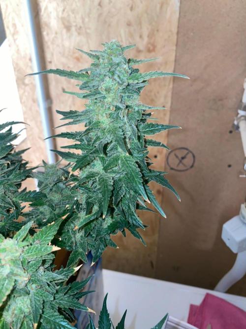 Divine Rapier auto v1. Week 12