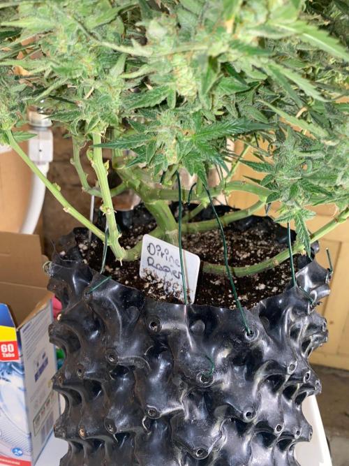 Divine Rapier auto v1. Week 12