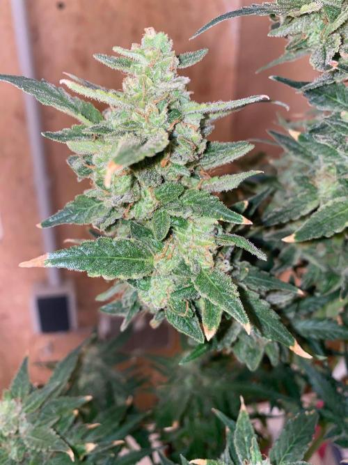 Divine Rapier auto v1. Week 12