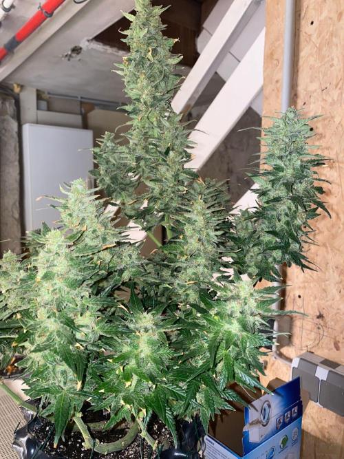 Divine Rapier auto v1. Week 12