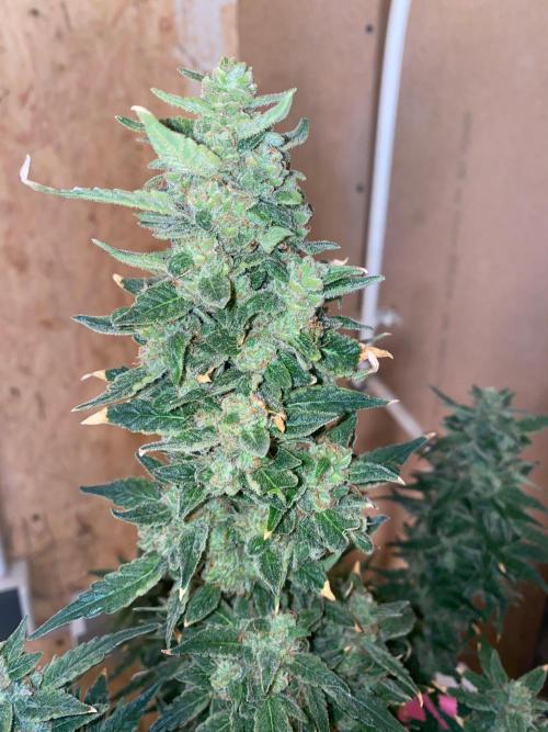 Divine Rapier auto v1. Week 12