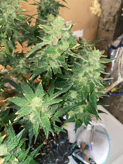 Divine Rapier auto v1. Week 12