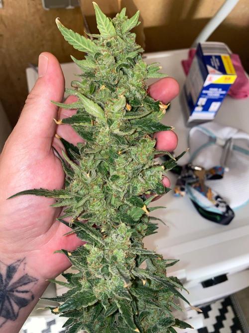 Divine Rapier auto v1. Week 12