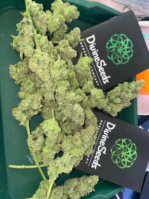 Divine Rapier auto v1. Week 12