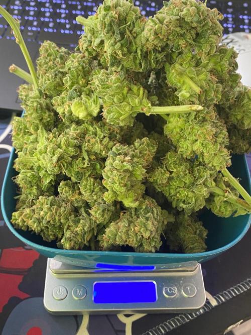 Divine Rapier auto v1. Week 12