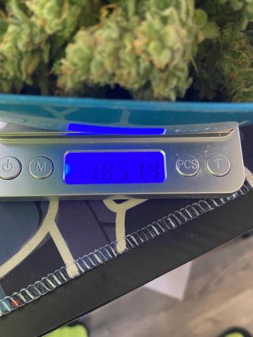 Divine Rapier auto v1. Week 12