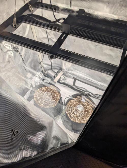 Grow # 2. Week 0
