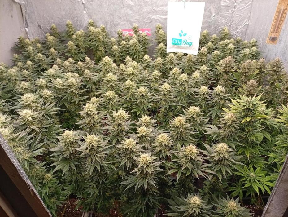 Bunkr. Week 0 - Voní