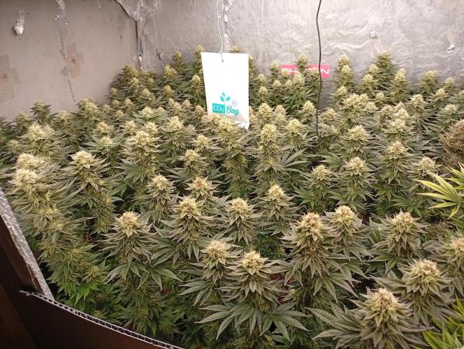 Bunkr. Week 6 - 😉