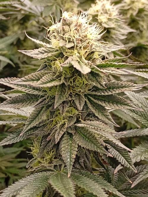 Bunkr. Week 6 - 😉